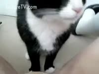 teen receives the raunchy happiness by licking of her cunt by a cat